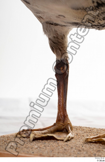 Greater white-fronted goose Anser albifrons leg 0005.jpg